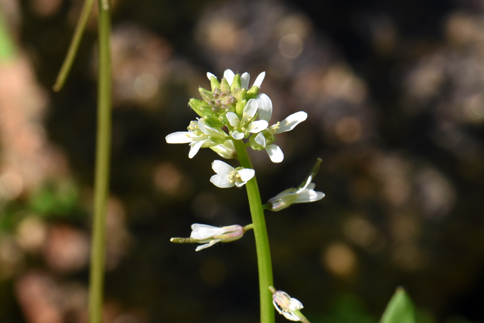 California Mustard has white, creamy or yellow flowers on unbranched racemes. Caulanthus lasiophyllus